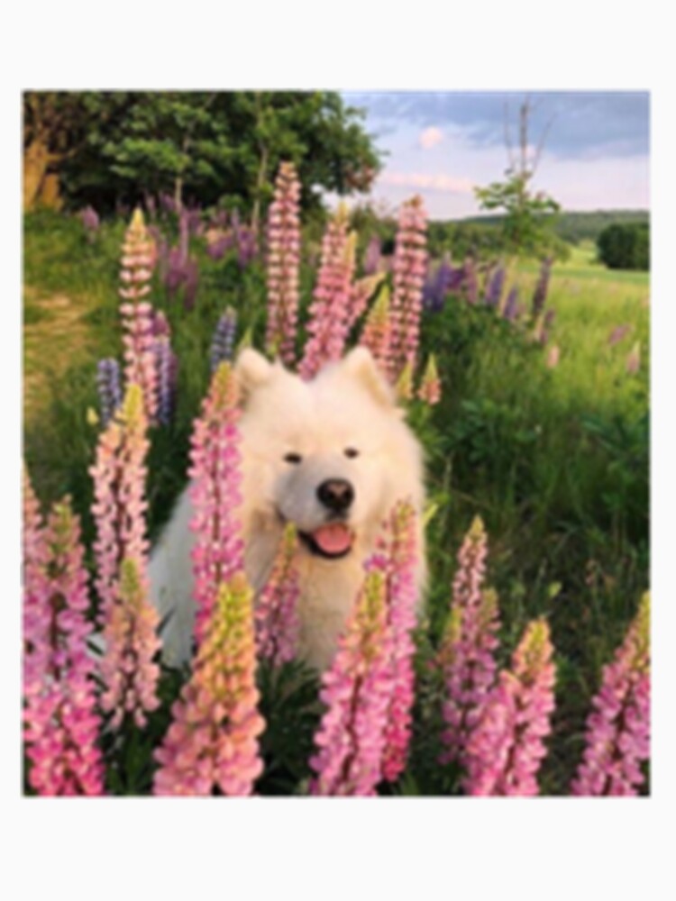 cute aesthetic coconut girl dog by 4seasondesign