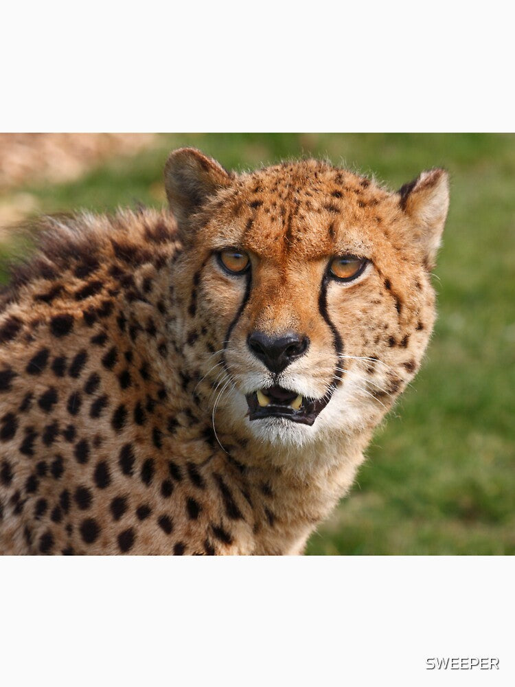 Cheetah 3 by SWEEPER