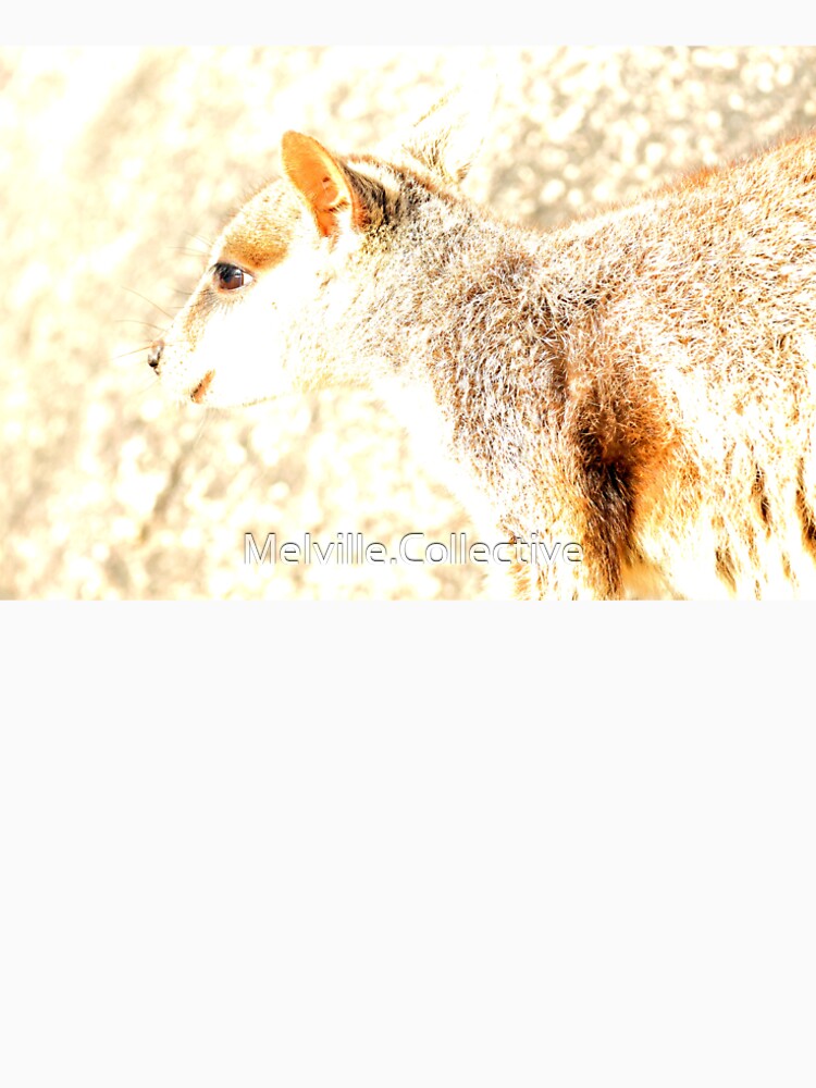 Sweet Eyes by Melville.Collective