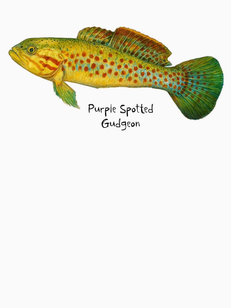 Purple Spotted Gudgeon by Outback Geo Adventures