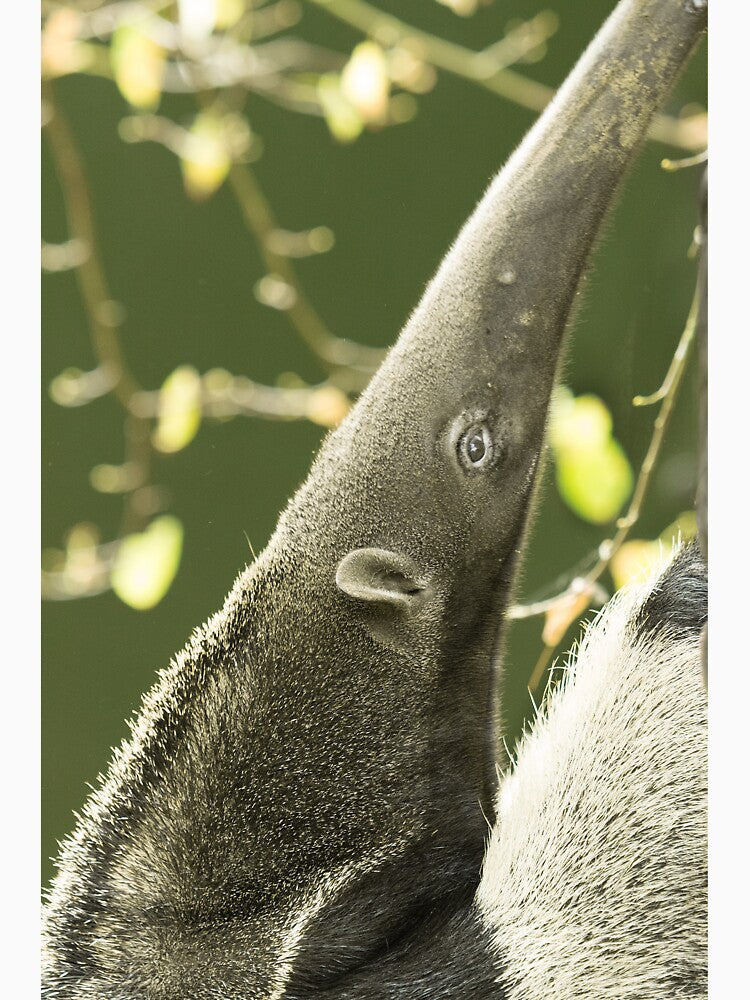 Giant Anteater by Conservation Art Emporium