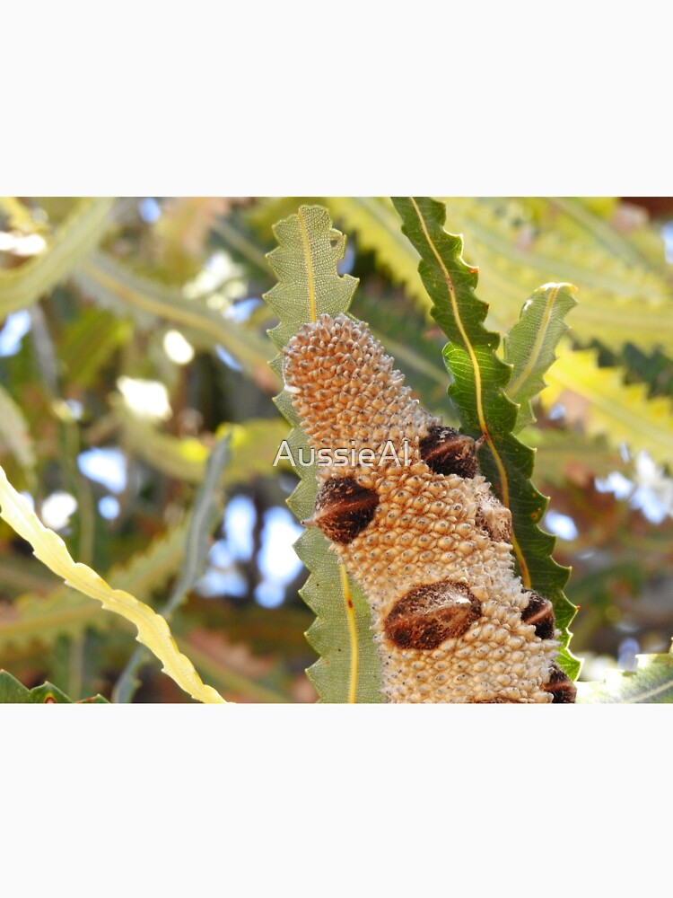 BANKSIA MAN by AussieAl