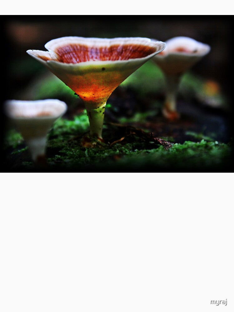 Orange Braket Fungi by myraj