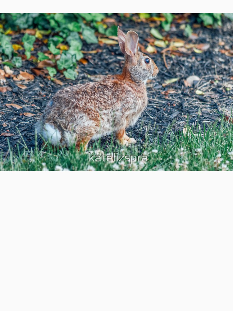 Garden Bunny in the Springtime by katelizspra