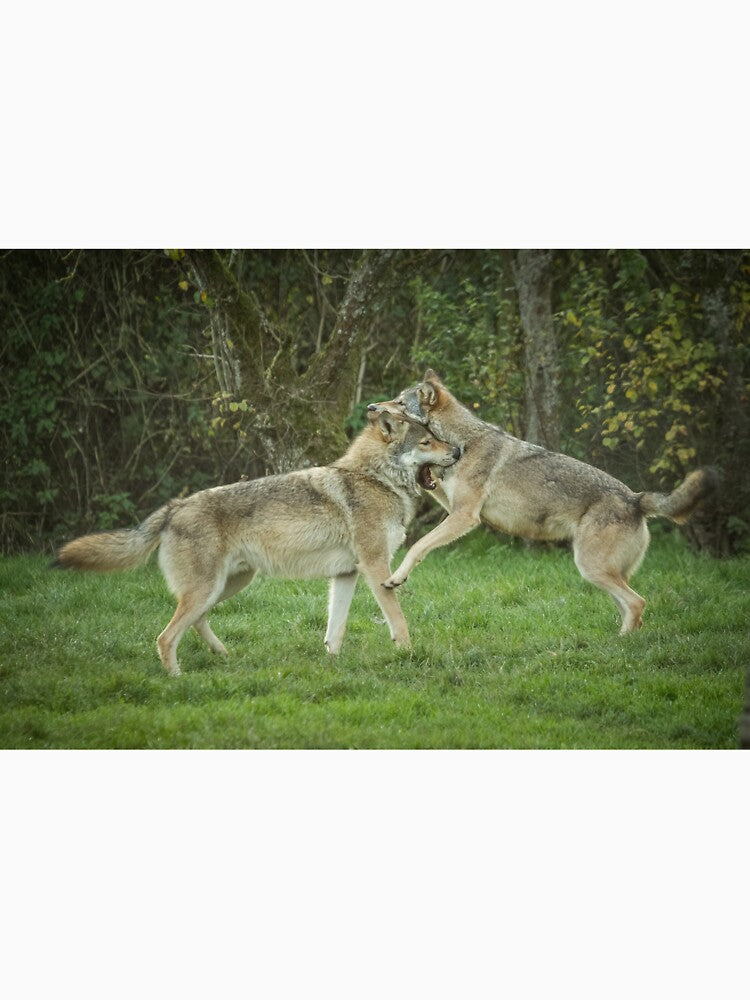 European Wolves by Conservation Art Emporium