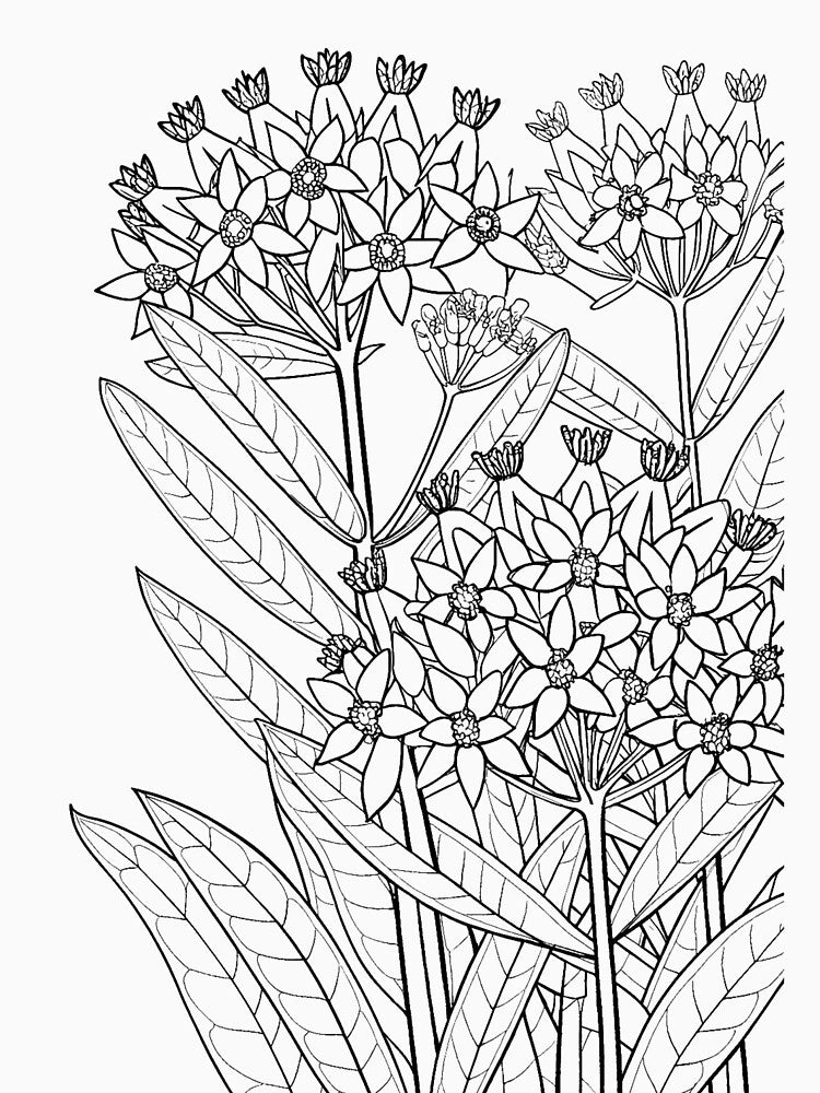 Milkweed - Native Plants Coloring by NativePlantsColoringBooks.com