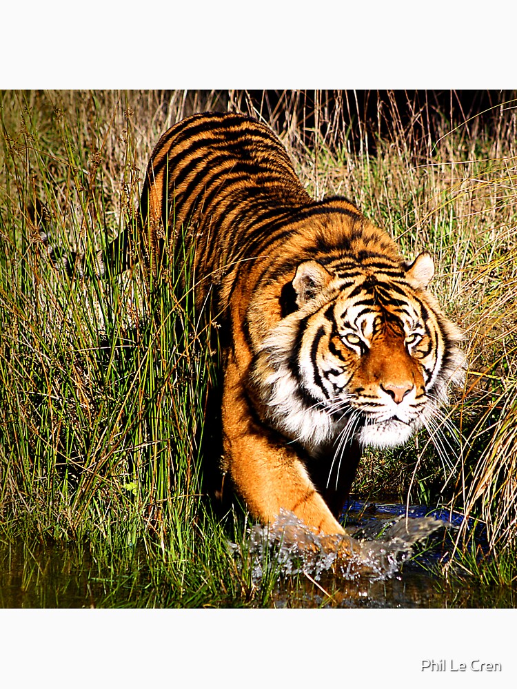 Sumatran Tiger (7) by Phil Le Cren