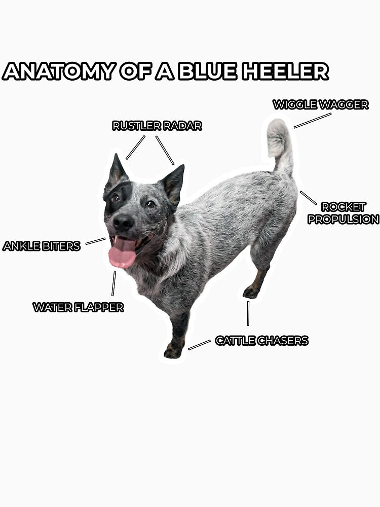 Anatomy of a Blue Heeler by CraftsmAnimals