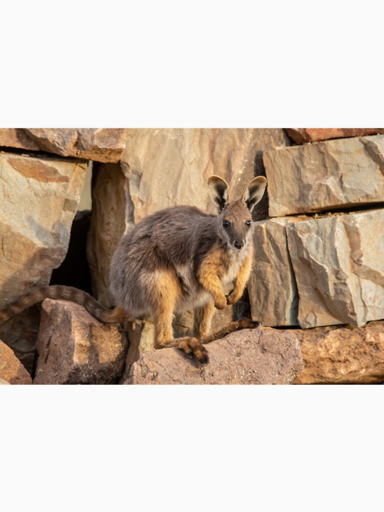 Yellow Footed Rock Wallaby, Arkaroola, South Australia. Endangered by Andrew Goodall