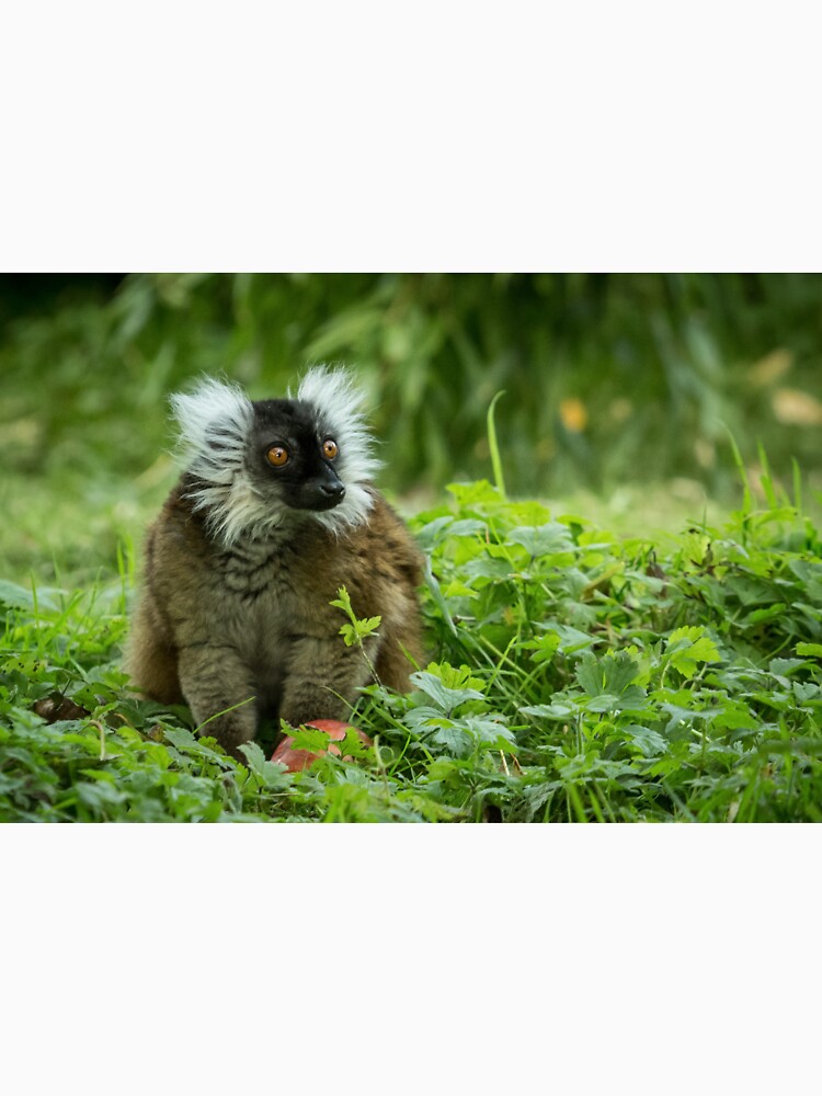 Lemur by Conservation Art Emporium