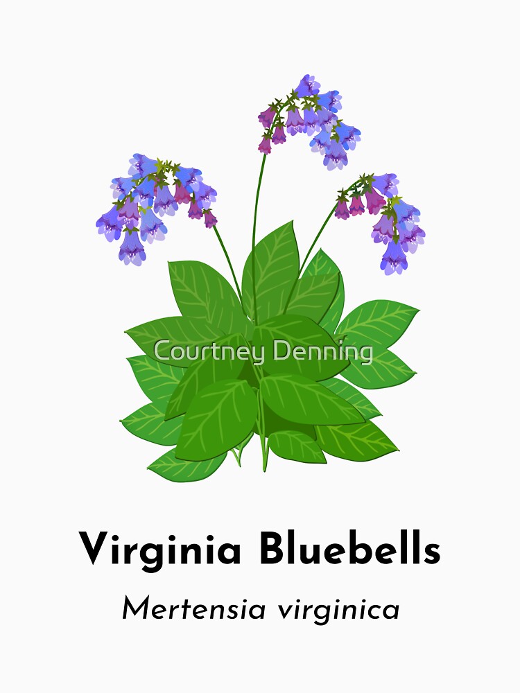 Virginia Bluebells (Mertensia virginica) by Bittersweet Gardener