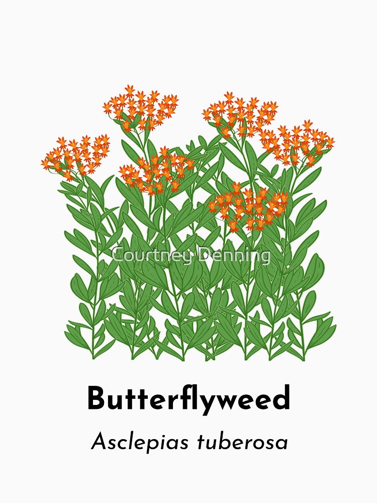 Butterflyweed (Asclepias tuberosa) by Bittersweet Gardener