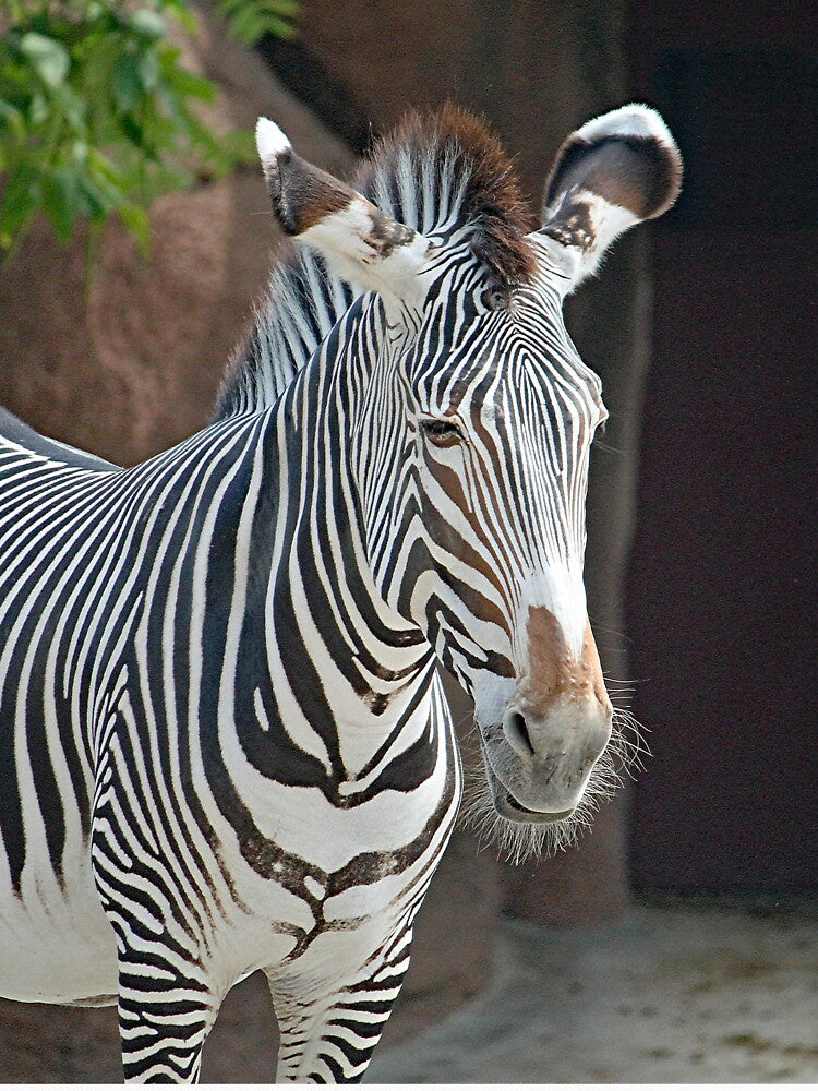 Zebra 6935 by Strawflower Oasis