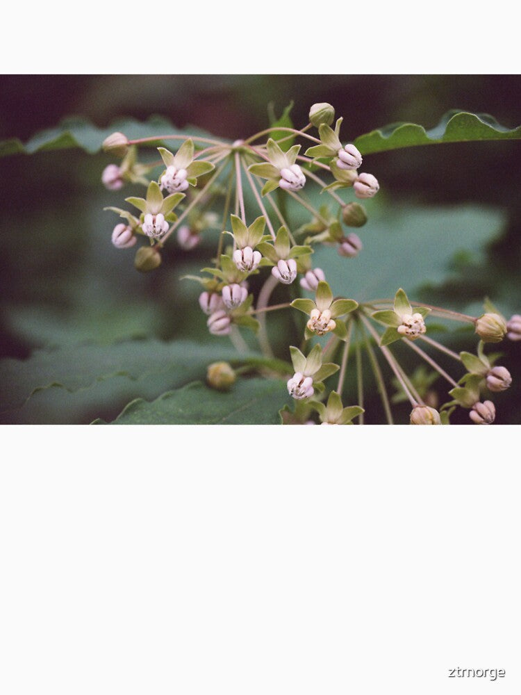 Milkweed by ztrnorge