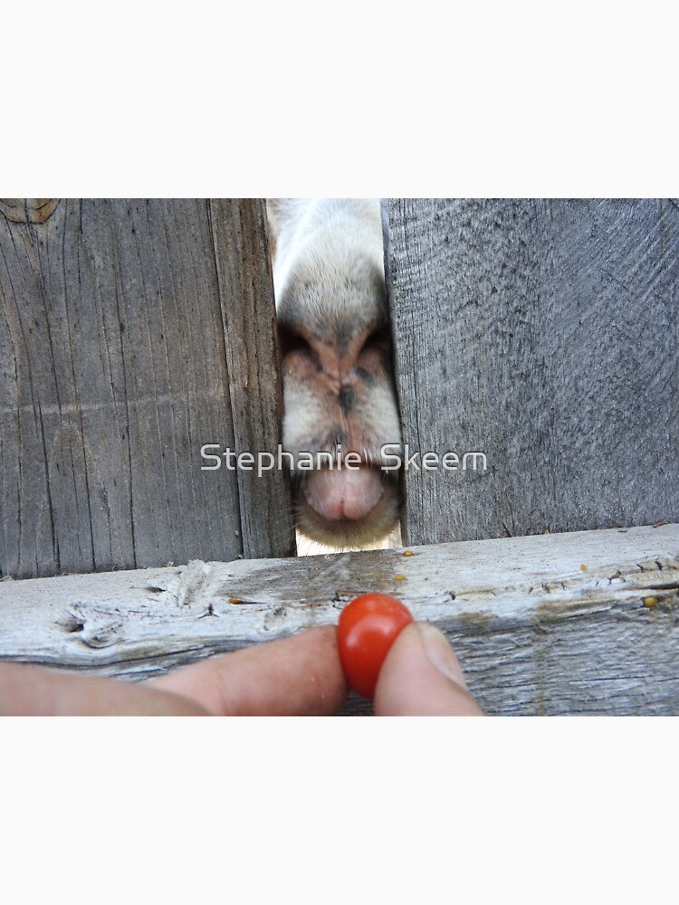 funny goat face, goat tongue eating a tomato by Stephanie  Skeem