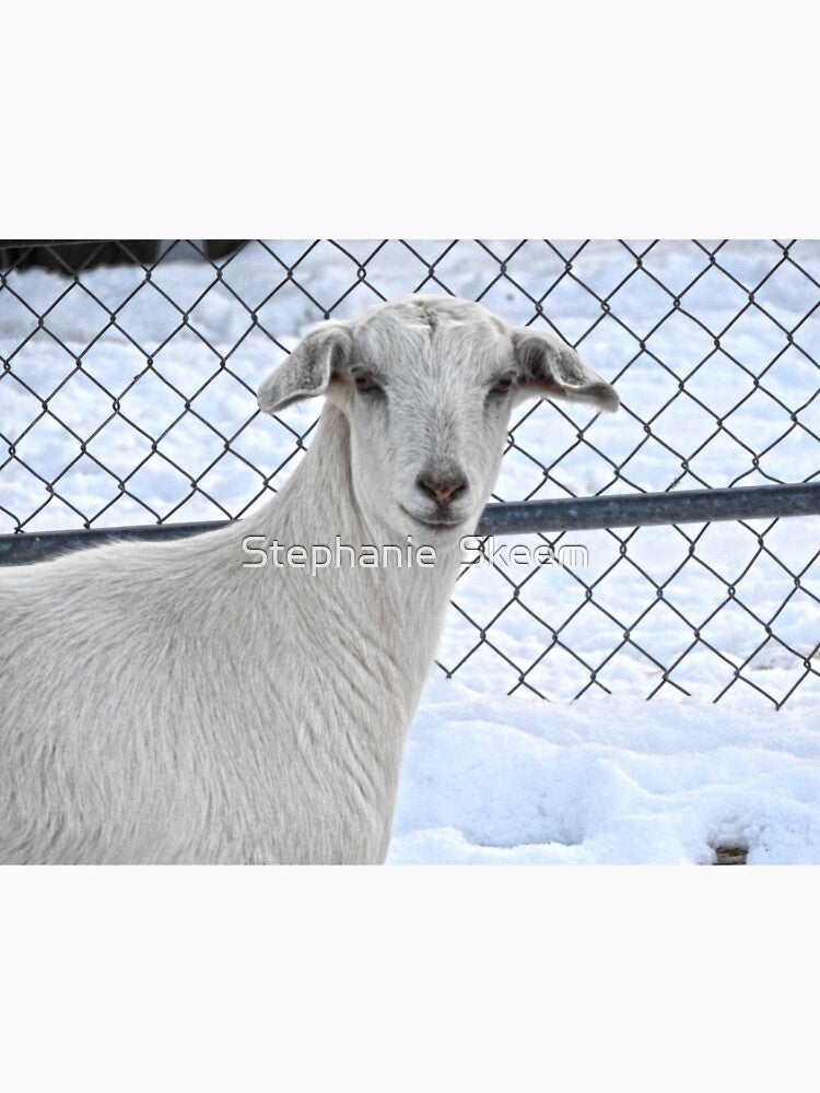 white goat in the snow by Stephanie  Skeem