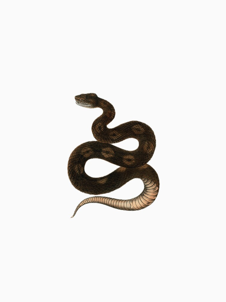 Vintage Snake by MKBcreates