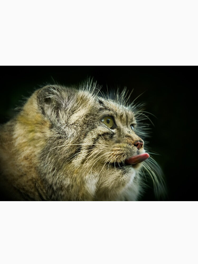 Pallas Cat by Conservation Art Emporium