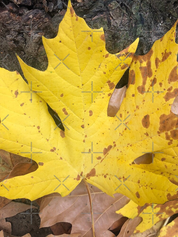 Fall is in the Air by Photomersion