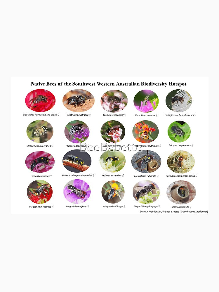 Native Bees of the Southwest Western Australian Biodiversity Hotspot by BeeBabette