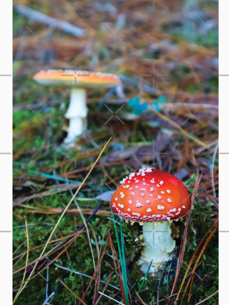 Amanita Muscaria Mushrooms in Mossy Pine Forest by Maddy the Maker