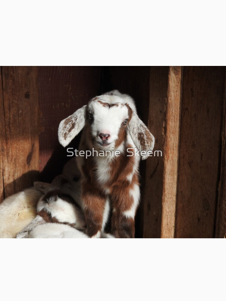 cute baby rabbit-faced goat by Stephanie  Skeem