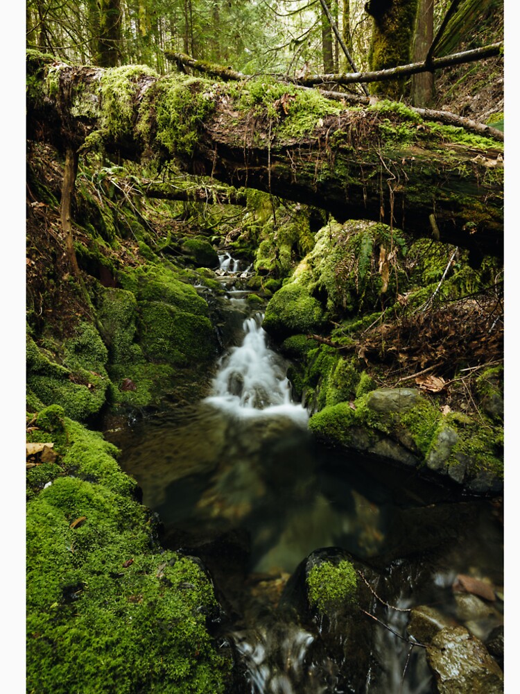 Mossy waterfall by millivedder