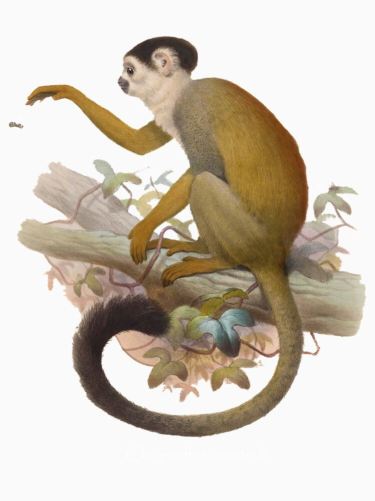 Central American squirrel monkey (Saimiri oerstedii, endangered) by Ecologos