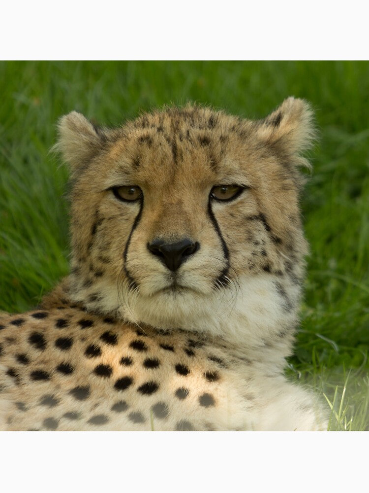 Cheetah close up by Conservation Art Emporium