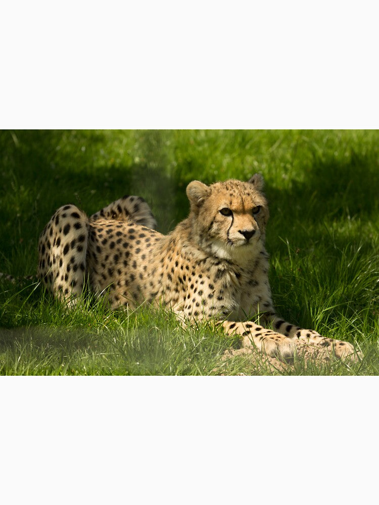 Cheetah by Conservation Art Emporium