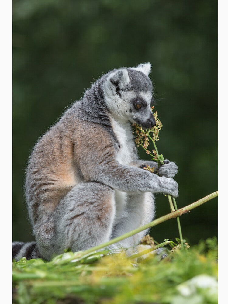 Ring-tailed Lemur by Conservation Art Emporium