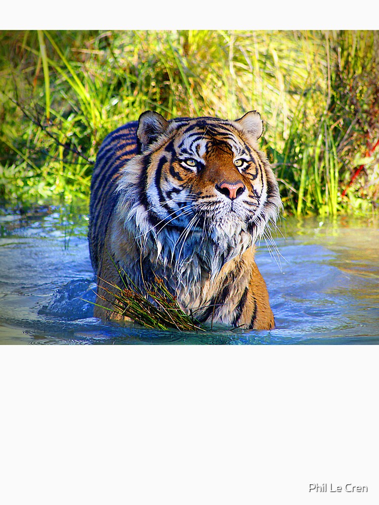 Sumatran Tiger (9) by Phil Le Cren