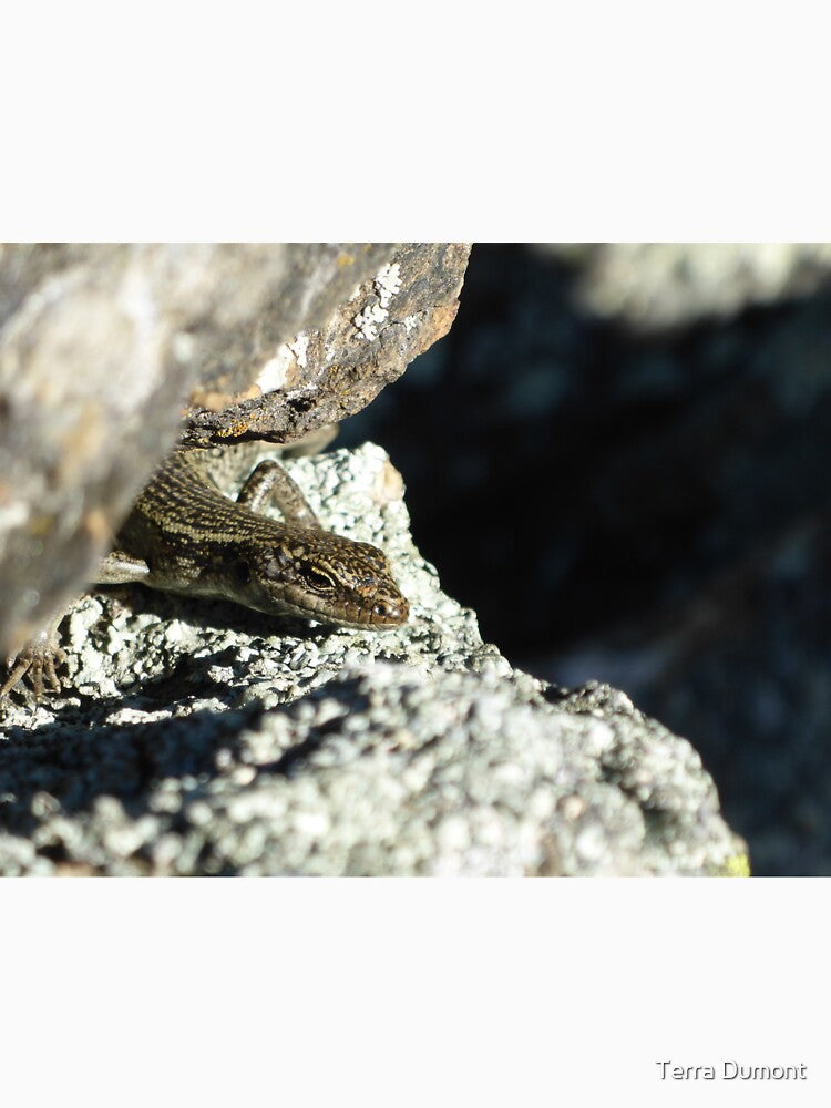 Grand Skink peek-a-boo by Terra Dumont