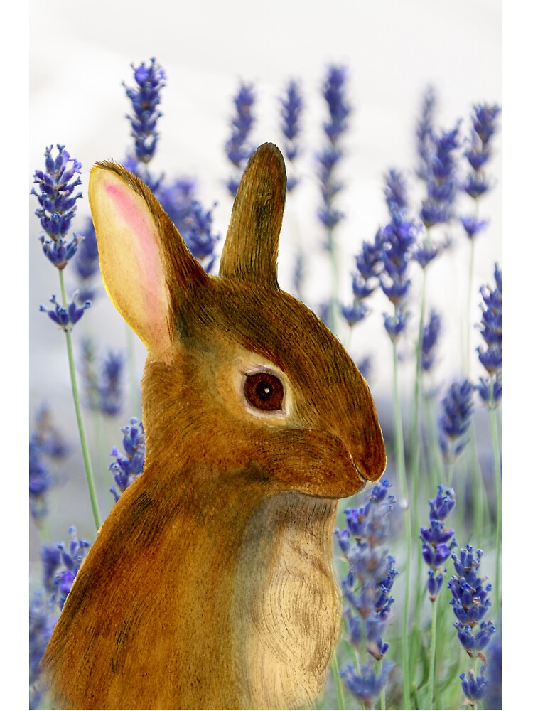 Rabbit Animal Watercolor Painting Wildlife Artwork by Alison Langridge