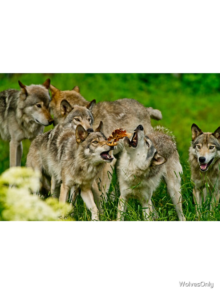 Timber Wolves at Play by WolvesOnly