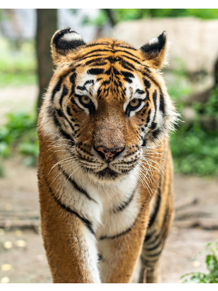Wild Tiger by newburyboutique