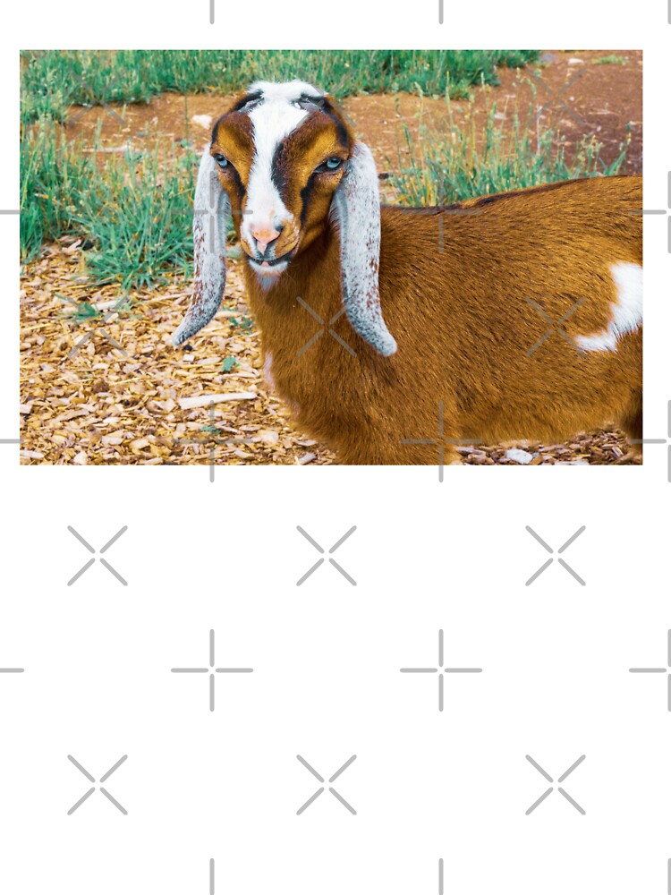 Young Anglo Nubian Goat by TheAnimalZ00