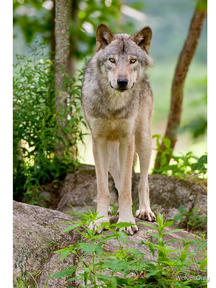 Timber Wolf by WolvesOnly