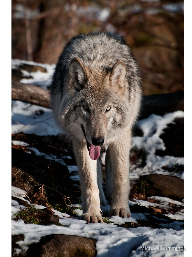 Grey Wolf by Michael Cummings
