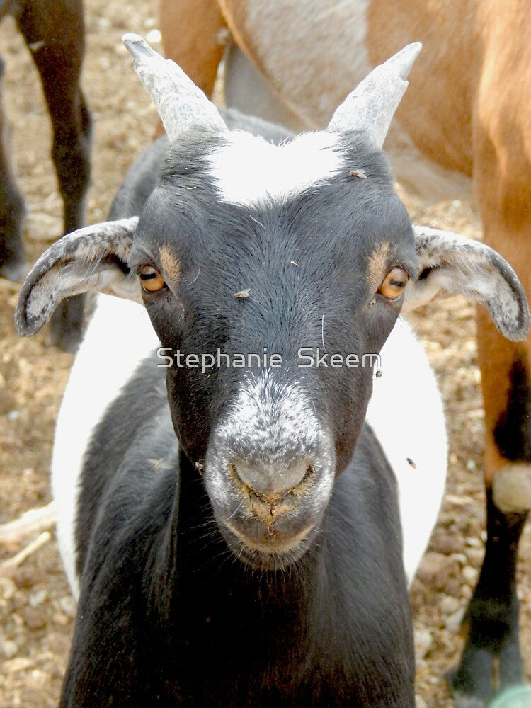 cute black goat face by Stephanie  Skeem