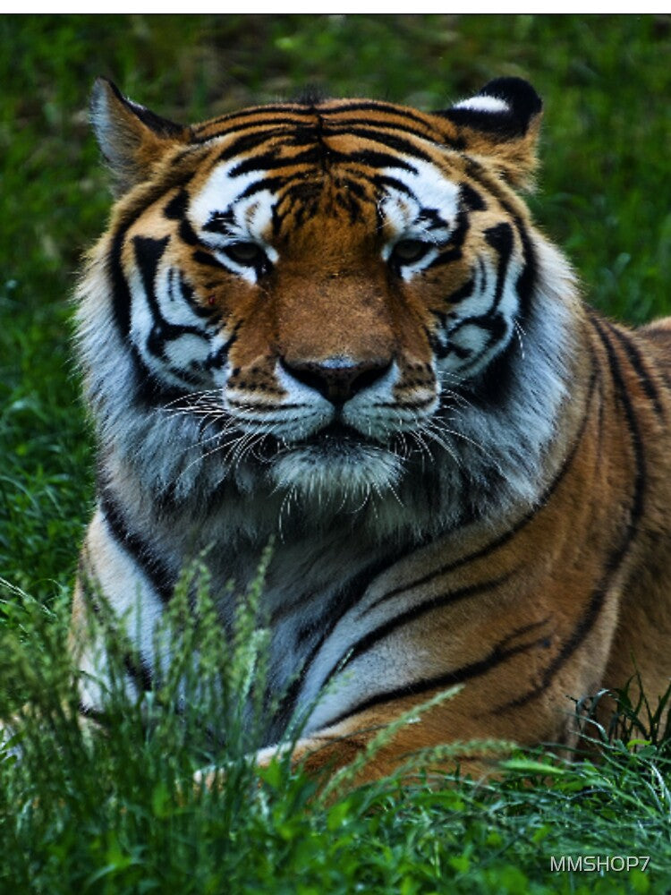 tiger by MMSHOP7