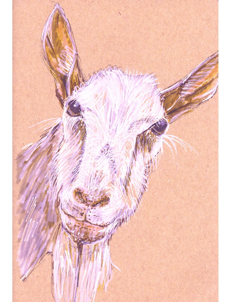 Realistic Original Drawing of Domestic Goat—Capra aegagrus hircus by Sheila Singhal
