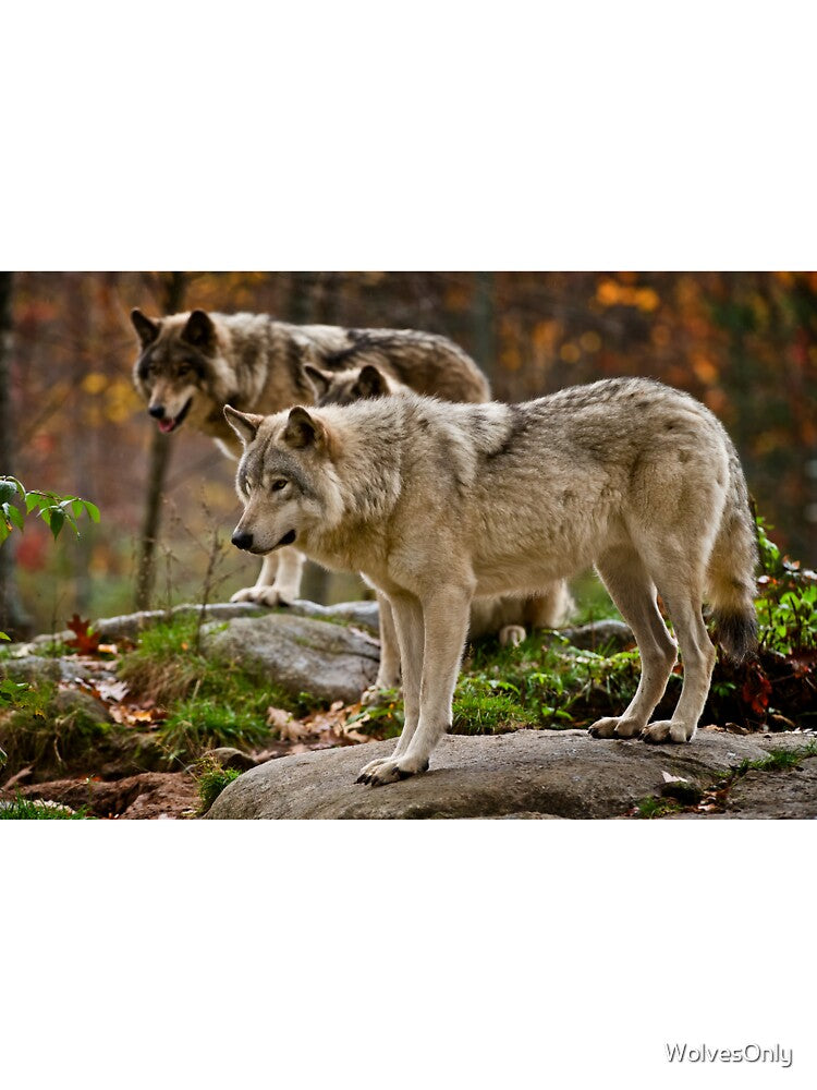 Timber Wolves by WolvesOnly