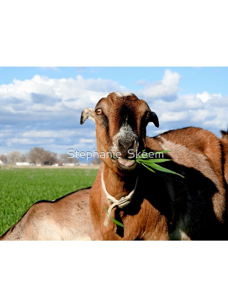 Goat chewing grass by Stephanie  Skeem