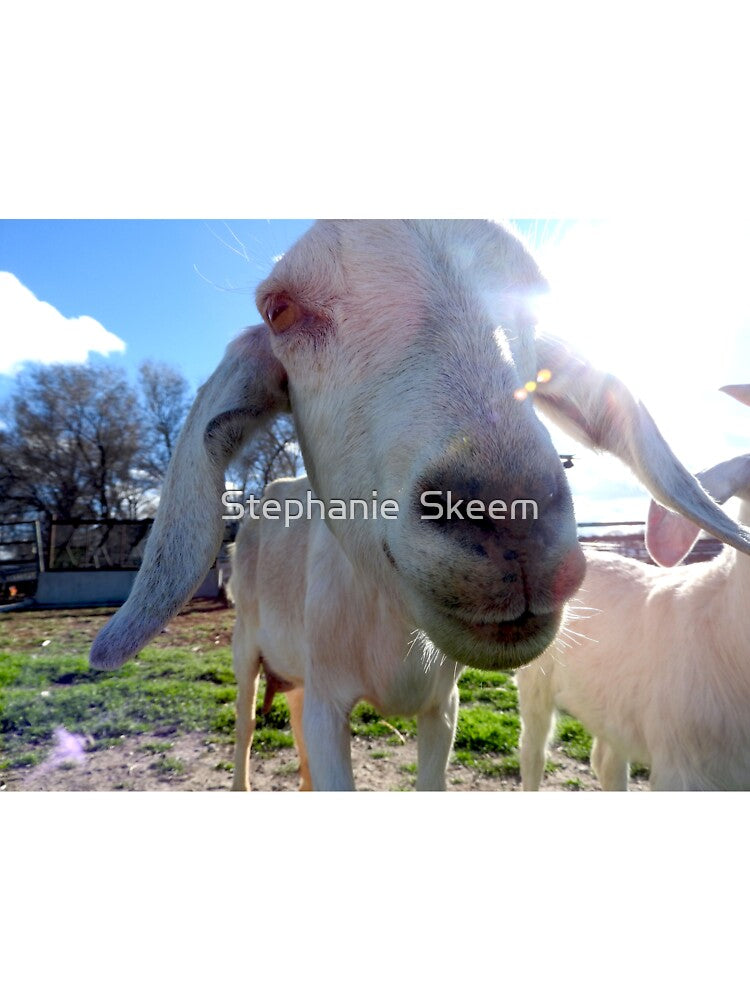 funny goat face, goat close up, nose by Stephanie  Skeem