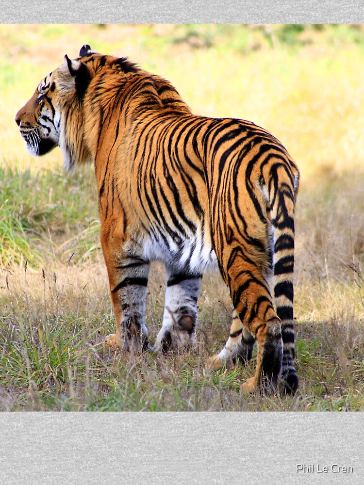 Sumatran Tiger (6) by Phil Le Cren