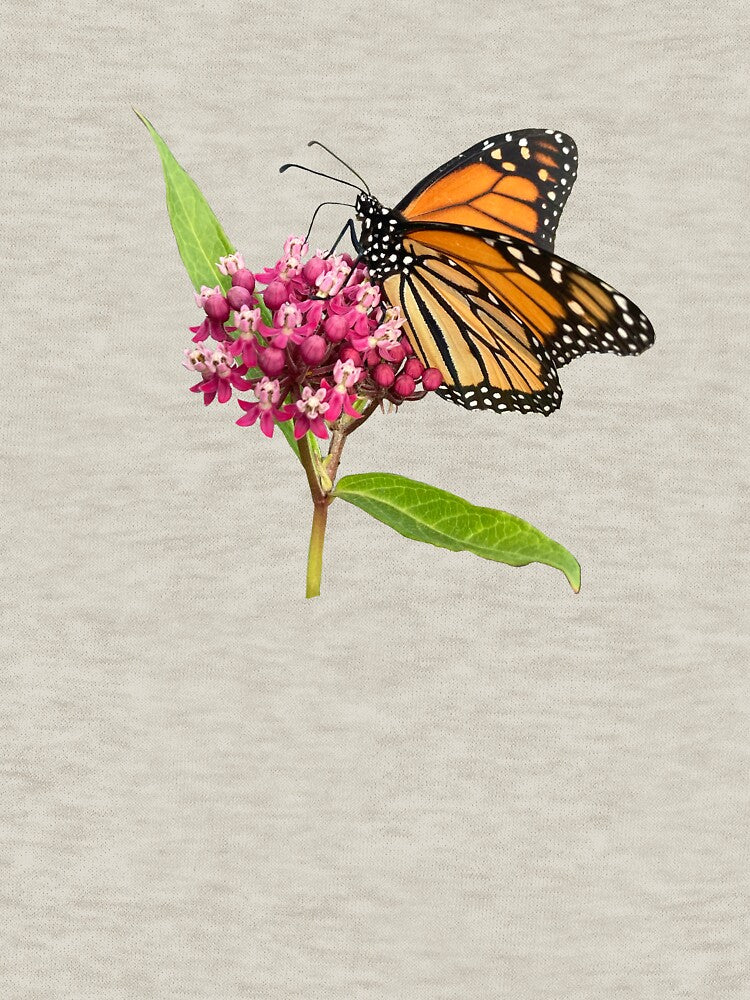 Monarch on Milkweed by DandelionDays